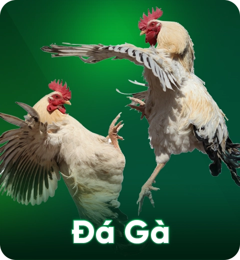 Hai con gà đang chiến đấu quyết liệt, minh họa cho trò chơi đá gà online hấp dẫn tại OK365.
